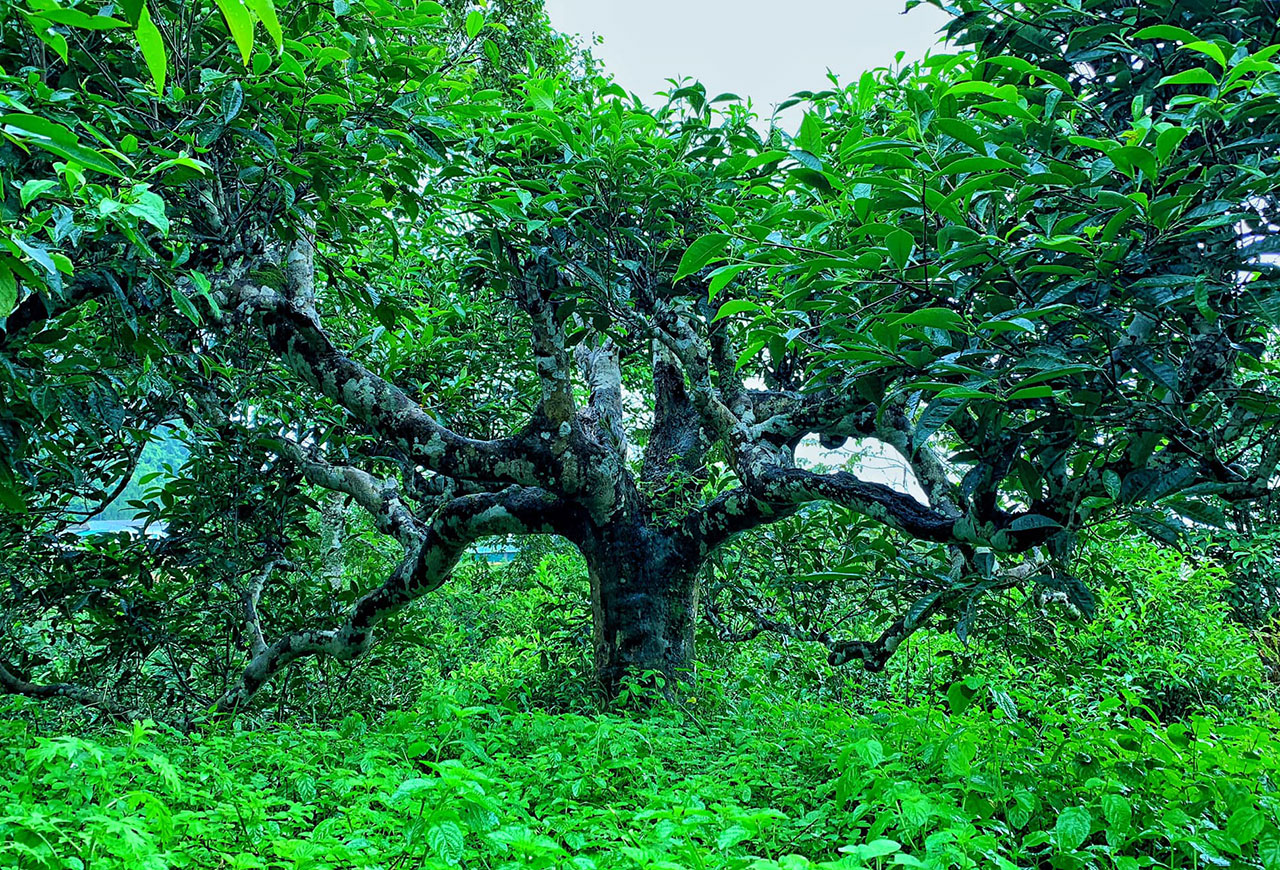 Vương quốc Trà cổ thụ
