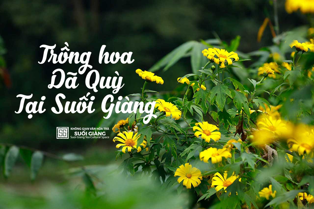 Ra quân trồng hoa dã quỳ tại Suối Giàng