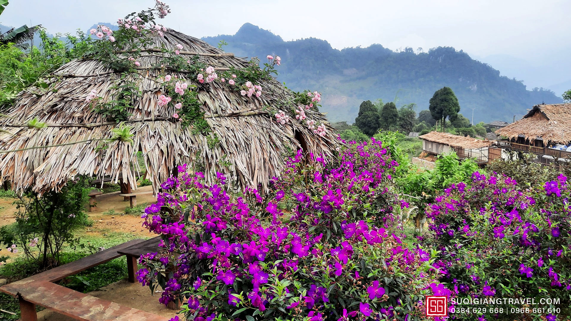 Đồi Sim Suối Giàng