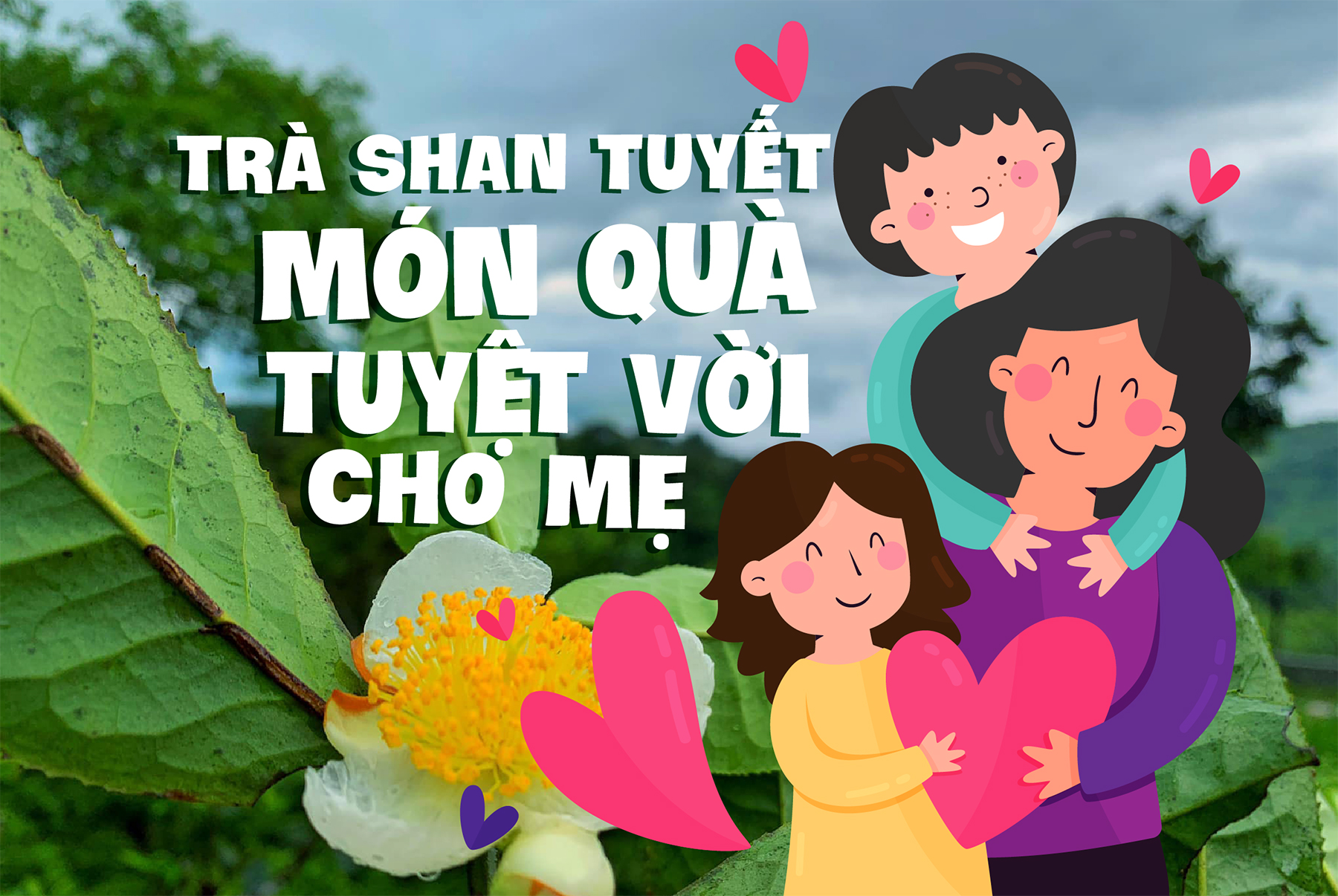 Chè Shan Tuyết cổ thụ - Món quà tuyệt vời cho “Ngày của mẹ”