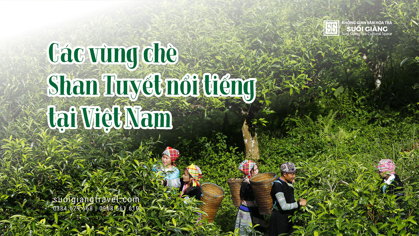 Các vùng chè Shan Tuyết nổi tiếng ở Việt Nam